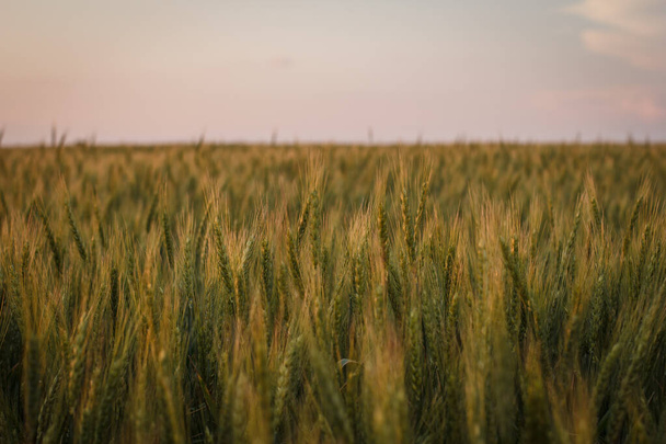 Big Field of green wheat in the evening in summer - Zdjęcie, obraz