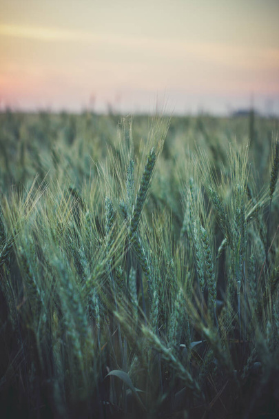 Big Field of green wheat in the evening in summer - Foto, immagini