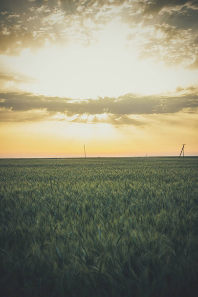Big Field of green wheat in the evening in summer - Fotó, kép