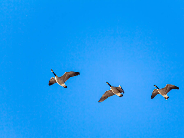 Trzy gęsi Kanady latają w solidnym błękitnym niebie - Zdjęcie, obraz
