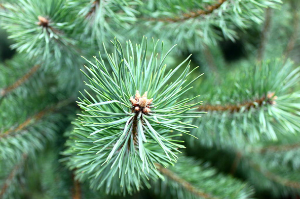 Sosna gałąź z ostrymi igłami sosnowymi na tle innych gałęzi sosny jako tło świąteczne dla karty noworocznej z iluzją zapachu sosny - Zdjęcie, obraz