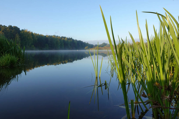 Lake with a smooth surface and reeds reflected in the water - Photo, Image