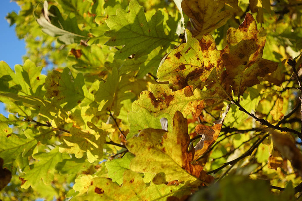 Bellissimo sfondo autunno. Colorate foglie di quercia autunnale
. - Foto, immagini