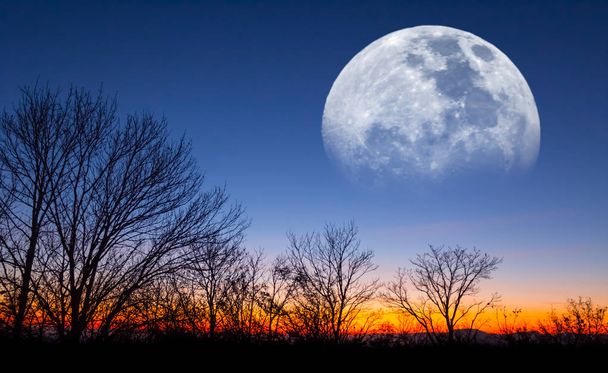薄明かりの中森のシルエットの上に立ち上がる巨大な半月 - 写真・画像