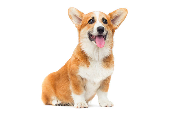 welsh corgi puppy looks up on an isolated background - Foto, imagen