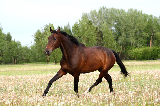 Gyönyörű barna ló szabadon rohan a mezőn virágokkal. - Fotó, kép