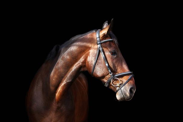 Retrato de caballo marrón sobre fondo negro
 - Foto, Imagen