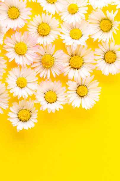 delicate daisies on a yellow background - Photo, Image