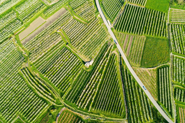 Valtellina (It) - jabloňových sadů v městečku Chiuro oblast - Ponte v Valtellina - letecký pohled - Fotografie, Obrázek