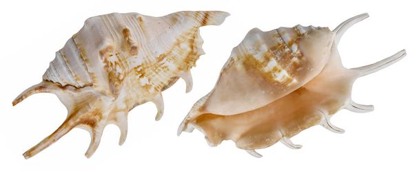 Deep sea shell isolated. From different sides - Photo, Image