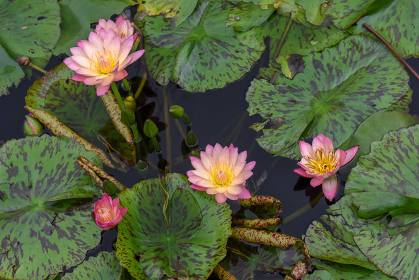 Rózsaszín lótuszvirág vízen - Fotó, kép
