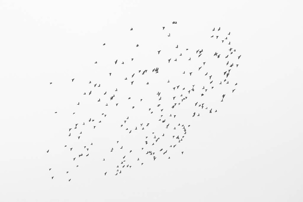 Monochrome photo depicting flock of wild birds against sky - Photo, Image
