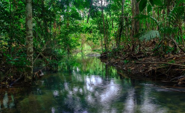 zöld fák körül patakok képviselik a bőséges esőerdők Thaiföldön, Phang Nga, Koh Yao Yai - Fotó, kép