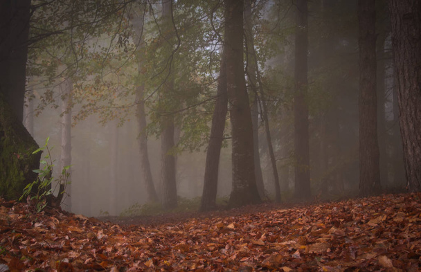 Kouzelný les s mlhou v podzimní sezóně, Pian dell 'Elmo (Mc), březen, Itálie - Fotografie, Obrázek