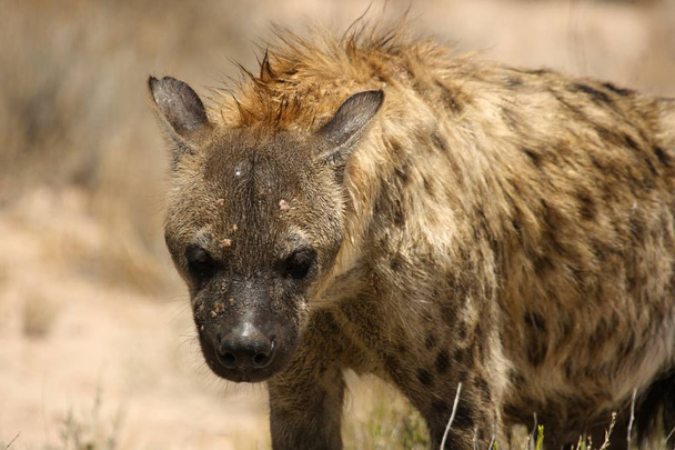 Hiena manchada (Crocuta crocuta) caminando en patrulla en el desierto de Kalahari. Hierba seca y arena roja en el fondo. Retrato de hienas
. - Foto, Imagen