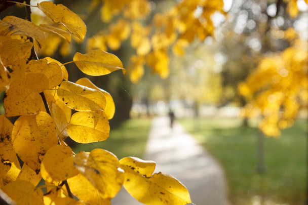 Feuilles d'automne jaunes sur arbre
 - Photo, image