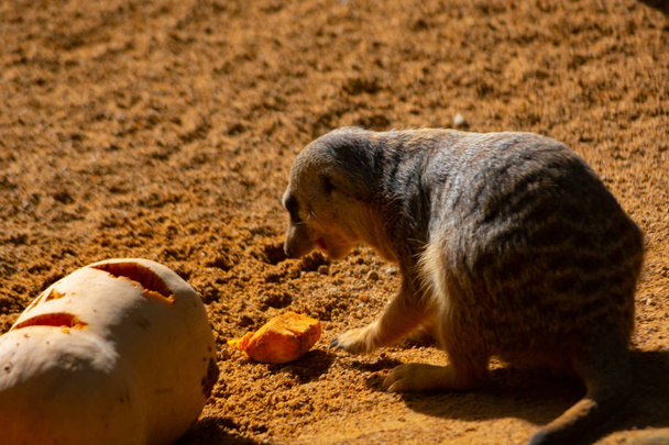 the meerkat is a kind of mongoose with social customs - Zdjęcie, obraz