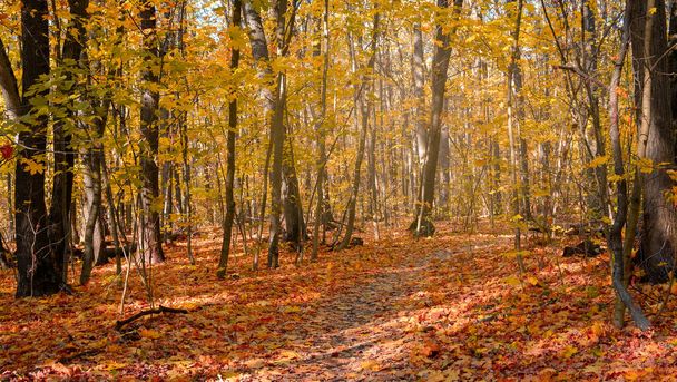 秋の風景。秋の陽射しの中の木々と葉 - 写真・画像
