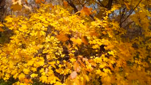 Herfstscène in het herfstbos. Kleuren van de herfst. - Video