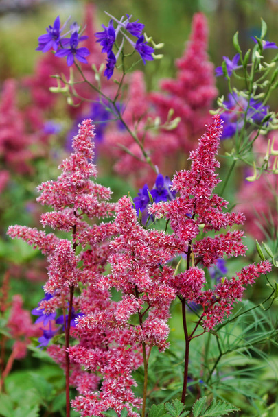 Japanese astilbe blooming in the garden - Photo, Image