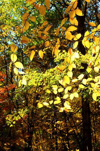 közel arany levelek fák egy erdőben ősszel - Fotó, kép