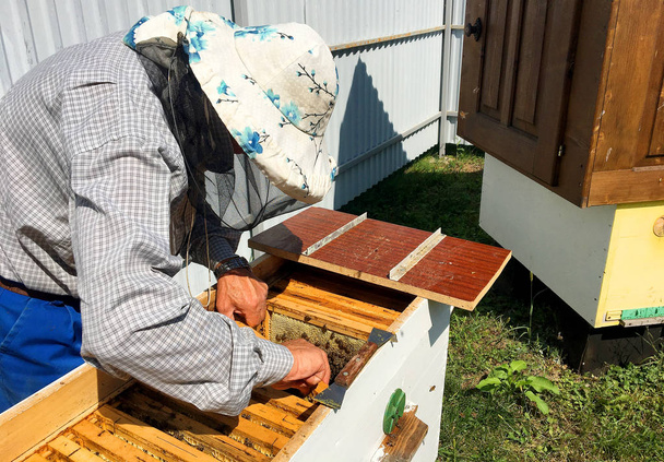 Ape alata vola lentamente per apicoltore raccogliere nettare in privato un
 - Foto, immagini