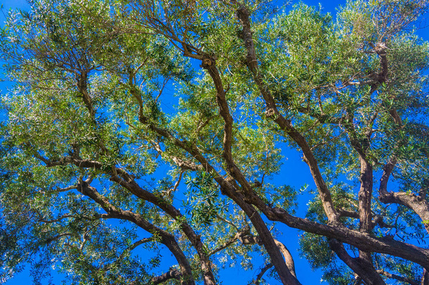 Okaliptüs Ağaçlarının Yapraklı Yeşil Dalları - Fotoğraf, Görsel