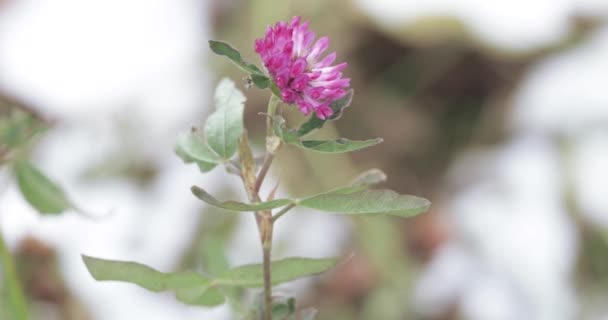 Clover flower and snow - 映像、動画