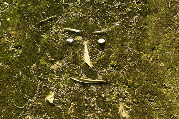 Cara graciosa de hojas amarillas y pequeñas piedras en un suelo forestal cubierto de musgo verde a la luz del sol
 - Foto, Imagen