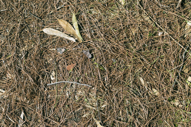 Suelo de bosque de pinos cubierto con agujas de pino marrón seco caído con una cara divertida de hojas, piezas de corteza y un pequeño palo
 - Foto, Imagen