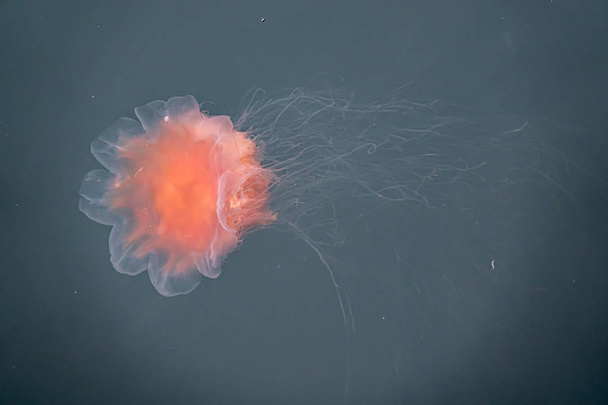 a close-up of a fire jellyfish with its long tentacles swimming  - Foto, Imagen