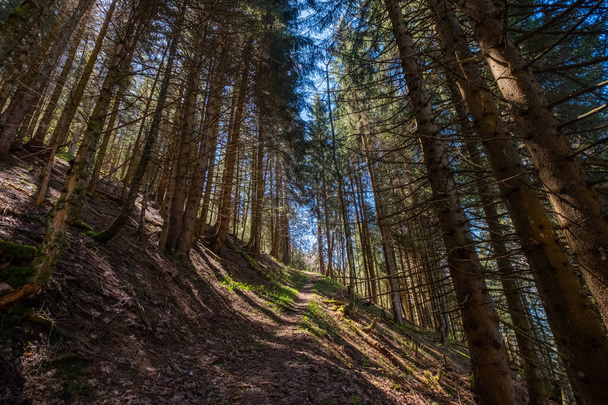 pad in een dennenbos - Foto, afbeelding