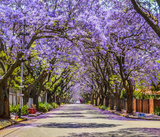 Purple blue Jacaranda mimosifolia bloom in Johannesburg and Pretoria street during spring in October in South Africa - Photo, Image