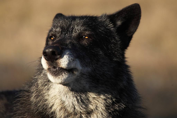 Ένας βορειοαμερικανός λύκος (Canis lupus) που μένει στο ξηρό γρασίδι μπροστά από το δάσος. Ήρεμος, μαύρος και μεγάλος Βορειοαμερικάνος λύκος. Αρσενικό πορτρέτο. - Φωτογραφία, εικόνα