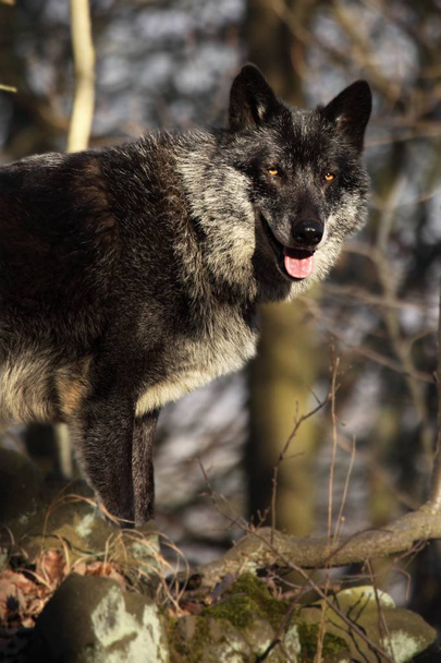 Een Noord-Amerikaanse wolf (Canis lupus) verblijft in het bos. Kalm, zwart en groot Noord-Amerikaans wolf mannetje. Zwarte wolf mannelijk portret. - Foto, afbeelding