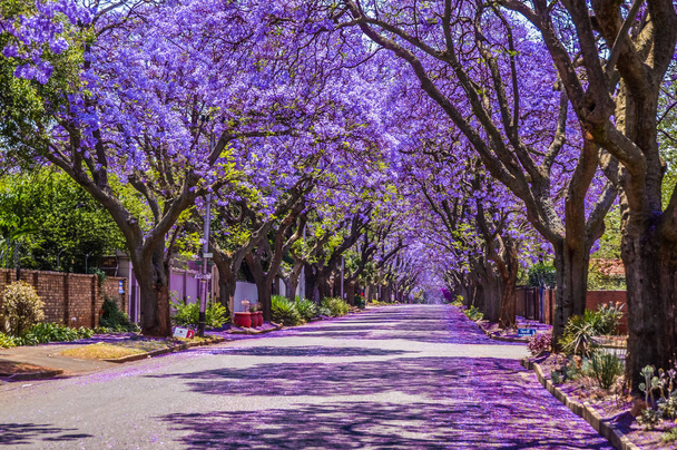 Fioletowy niebieski Jacaranda mimosifolia kwitną na ulicach Pretorii wiosną w październiku w Republice Południowej Afryki - Zdjęcie, obraz