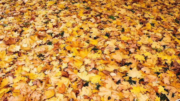 Fallen yellow leaves in the park in autumn. Nature background - Fotoğraf, Görsel