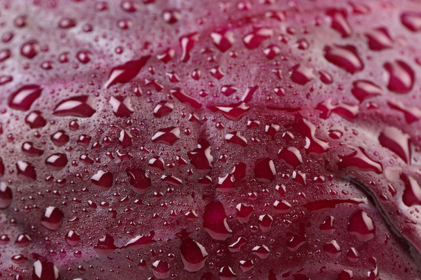 Drops on leaf of violet cabbage. - Valokuva, kuva