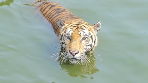 Langzame beweging van de Bengaalse tijger (Panthera tigris tigris) zwom in vijver. - Video