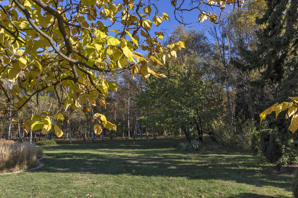 ソフィア市の南公園の秋の景色 - 写真・画像