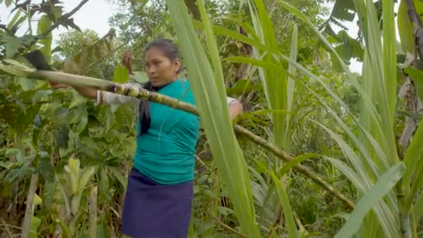 junge Frauen mit Baby auf dem Rücken schneidet Zuckerrohr mit Machete - Filmmaterial, Video
