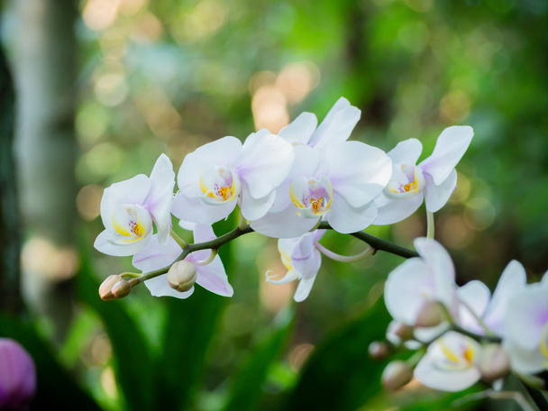 Orkidea kukka keväällä päivällä tai talvella puutarhassa postikortin kaikki
 - Valokuva, kuva