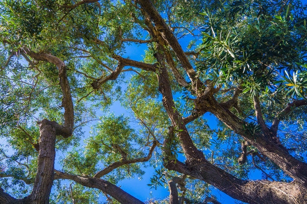 Zöld Eukaliptusz kék ég alatt távozik - Fotó, kép