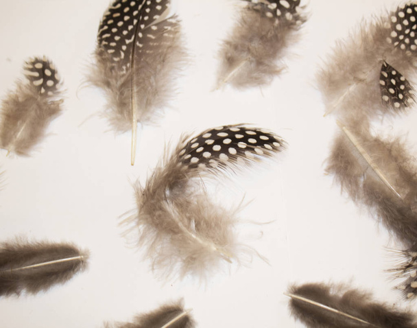 Elegance exotic feathers original pattern. - Photo, Image