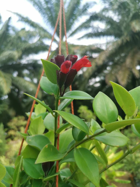 belle accrochage eschynanthus speciosus ou rasta plante d'intérieur
 - Photo, image