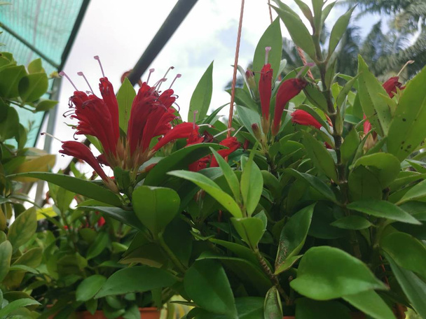precioso colgante aeschynanthus speciosus o rasta planta de interior
 - Foto, imagen