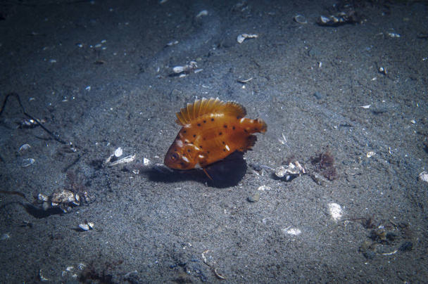 Alig pár centire a születésekor, az óriás tengeri sügér akár 500 fontot is nyomhat, ha teljesen kifejlődik. - Fotó, kép