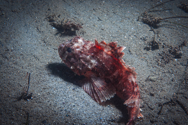 Un poisson scorpion de Californie empoisonné reposant sur le fond de l'océan
 - Photo, image