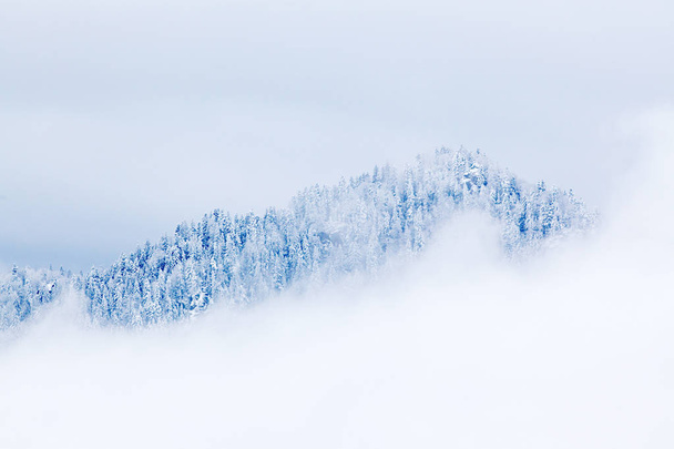 sapins neigeux dans le brouillard - hiver en montagne
 - Photo, image
