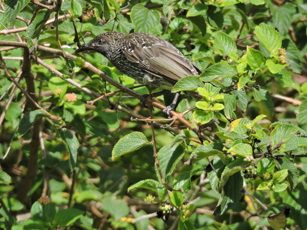 Mały ptaszek siedzący na gałęzi krzewu lantana - Zdjęcie, obraz